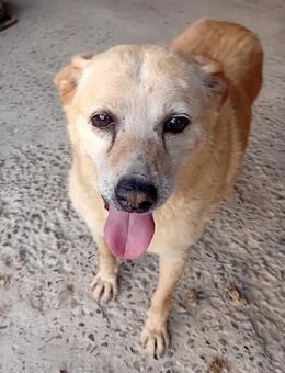 Opi Fridolin - Gnadenbrotplatz gesucht - Weilheim (Oberbayern)