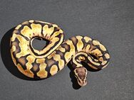 🐍 0.1 Pastel Calico het Clown – Weibchen zu verkaufen! 🐍 - Achim