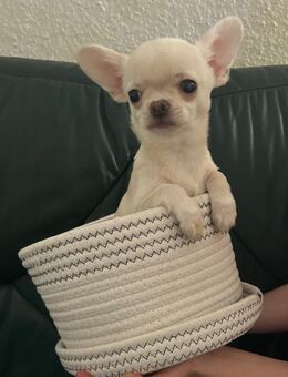 Chihuahua Junge und Mädchen noch frei. - Rostock