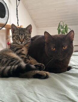 Bkh Kitten ab 7.7.25 abgabebereit - Darmstadt Bessungen