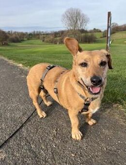 Ginger - fröhliche kleine Hündin - Köln