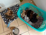 Yorkshire, Terrier Welpen - Schorfheide
