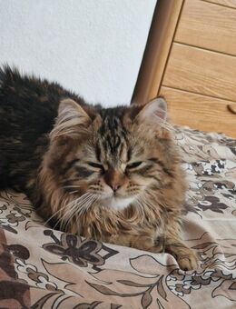 Katzen - Bonn Dottendorf