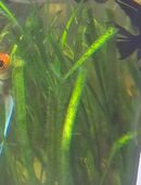 Fische zu verkaufen in 63875