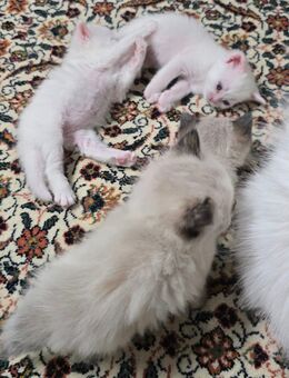 Babykitten BKH / Perser Mix - Mönchengladbach