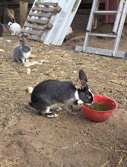 Kostengünstig Kanninchen zu verkaufen - Lübbecke