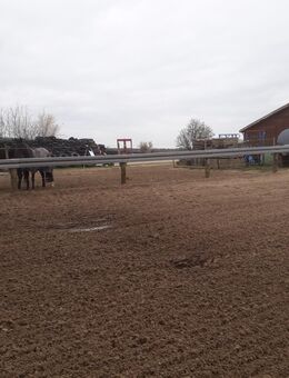 1 Platz für eine Stute in unserem privatem Stall frei - Ringstedt