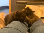 Zuckersüße BKH kitten sucht neues Zuhause - Hattorf (Harz)