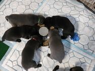 Labrador Retriver Welpen in Charcoral - Lützen Zentrum