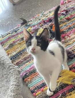 Pedro - der Zuverlässige - Kirchheim (München)