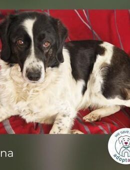 Hallo, ich bin's: Dona - Kirchzell