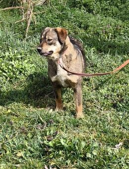 Ginger sucht ein liebevolles Zuhause - Tholey
