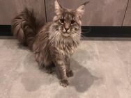 Maine Coon Deckkater Samy freut sich auf deinen Besuch - Essen