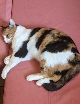 Kuschelplatz gesucht für Schmusemami :) - Esslingen (Neckar)