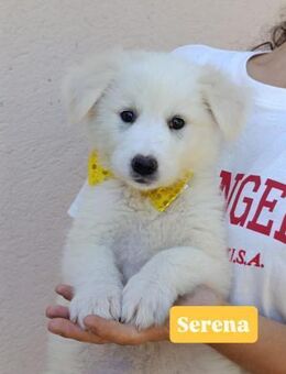 Serena - so lieb wie sie aussieht - Grevenbroich