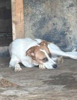 Freya - die zarte Seele 🐾 - Elsdorf (Nordrhein-Westfalen)