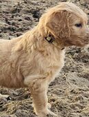 Traumhafte Goldendoodle - ideale Familien, Therapie, Besuchs- oder Assistenzhunde in 17087