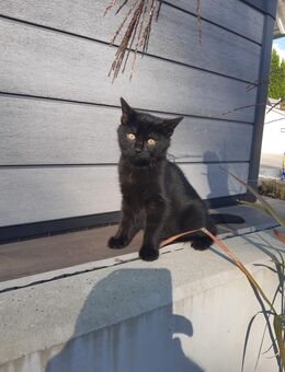 Katzenbaby - Buch (Bayern)