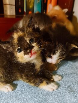 3 Kitten suchen ab Oktober ein liebevolles Zuhause Katze Kater Babykatze - Datzetal