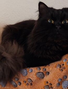 Ragdollmix kater - Cham