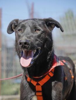 AUGUSTA, ruhig, freundlich, anhänglich - Alfeld