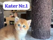 Reinrassige BKH KITTEN britisch Kurzhaar golden Black Golden Shell Shaded Tabby Katze Kater - Hamm