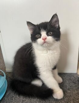 Schwarz-weißer Kater mit Kuschelfaktor sucht ein liebevolles Zuhause - Mönchengladbach