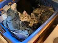 Katzen kitten Kater - Großenkneten