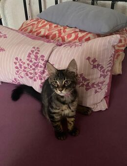 3 Maine Coon Kitten suchen ein liebevolles zuhause - Stuttgart