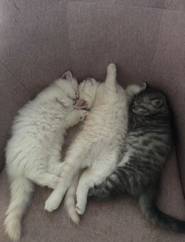 Baby-Katzen zu verkaufen - Köln