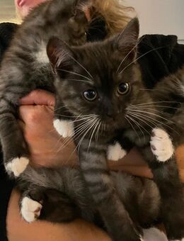 2 Kitten - British Kurzhaar Mix - Dortmund Brücherhof