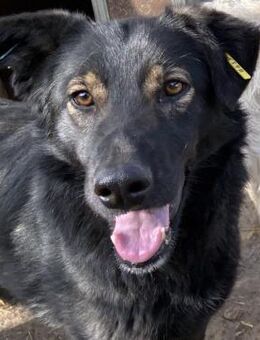 POCAHONTAS ~ möchte auf die Sonnenseite - Duisburg