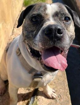 Turon wurde von seiner Familie verlassen - Laatzen