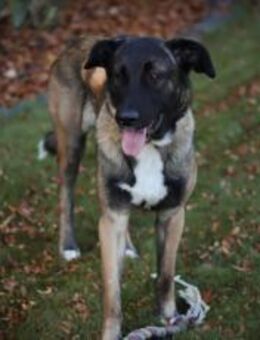 Erfahrenes Zuhause für sensiblen Hape - München