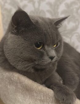 Bkh deckkater gentleman - Rheine Zentrum