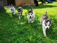 Siberian Husky Welpen - Rott (Inn)