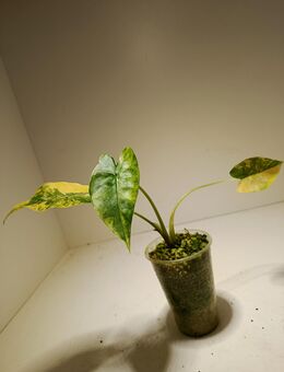 Alocasia Gageana Aurea - Rietberg Zentrum