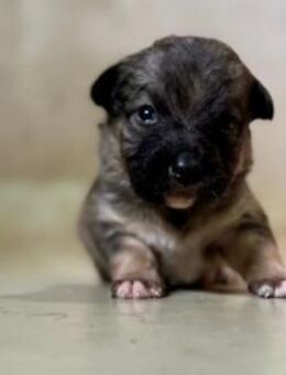 Bezauberndes Welpenmädchen 22 B - Kallmünz