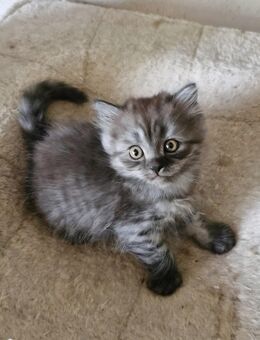 3 Sibirische Kitten geimpft - Guxhagen