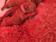 Zwergpudel Welpen in der Farbe red, ab September Abgabe bereit - Emsdetten