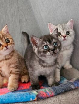 Zuckersüße BKH Kitten - Osnabrück