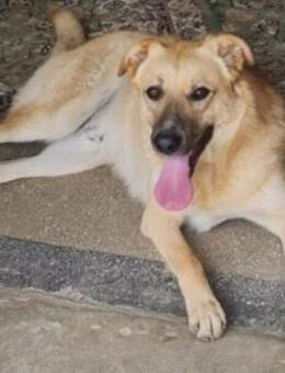 Kygo jung-hübsch-talentiert sucht ;-) - Langenhagen