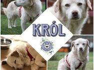 KRÓL * gemütlicher und gutmütiger Senior - Duisburg