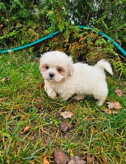 Havaneser/Shih-Tzu Welpen Hündinnen + Rüden - Oranienburg