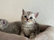 BKH kitten - Berlin Neukölln