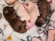 Chihuahua Welpe LH reinrassig - Verl