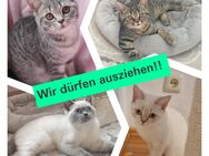 BKH Kitten (reinrassig) auszugsbereit! - Tostedt