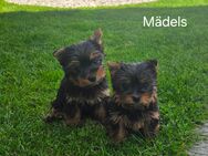 Yorkshire Terrier Babys Pap /Chip - Simbach