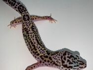 0.1 Mack Snow Stripe Leopardgecko Weibchen Enz 23 PET Only - Emsdetten