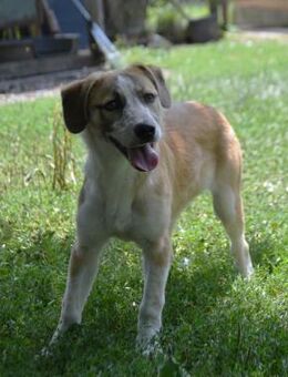 Verschmuste liebe Junghündin Cuna - Laufen